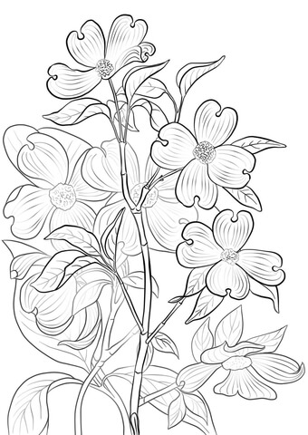 Flowering Dogwood Coloring Page